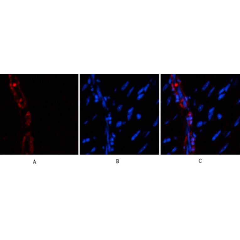 Immunofluorescence - Anti-ACTA2 Antibody (C30880) - Antibodies.com