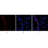 Immunofluorescence - Anti-ACTA2 Antibody (C30880) - Antibodies.com