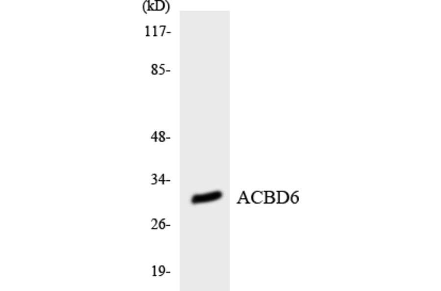 Western Blot - Anti-ACBD6 Antibody (R12-2434) - Antibodies.com
