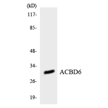 Western Blot - Anti-ACBD6 Antibody (R12-2434) - Antibodies.com