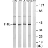 Western Blot - Anti-ACAT1 Antibody (C14232) - Antibodies.com
