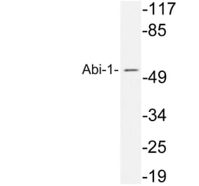 Western Blot - Anti-Abi-1 Antibody (R12-2002) - Antibodies.com