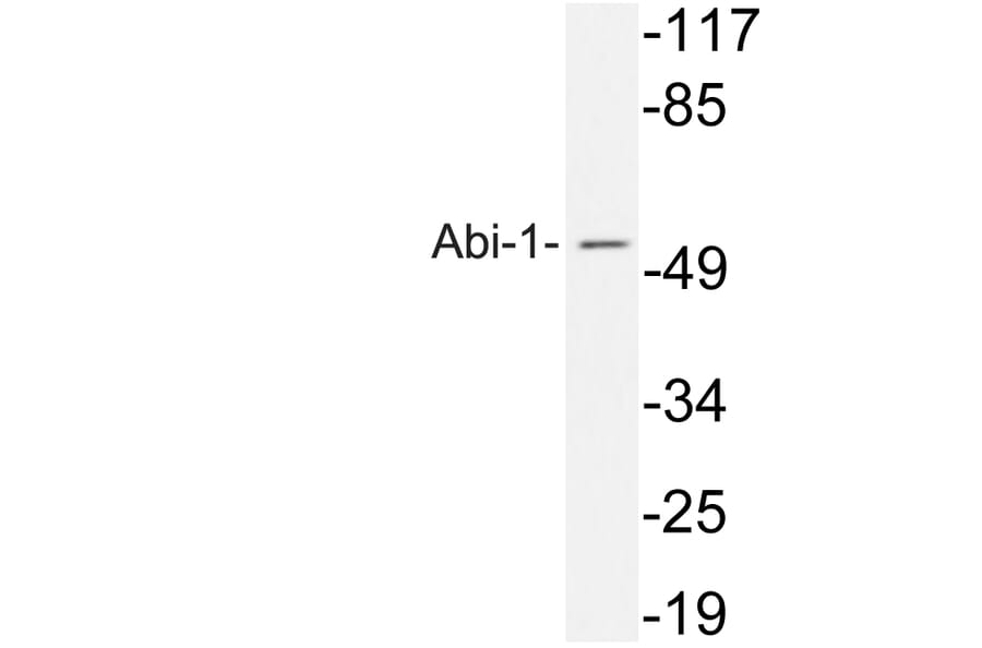 Western Blot - Anti-Abi-1 Antibody (R12-2002) - Antibodies.com