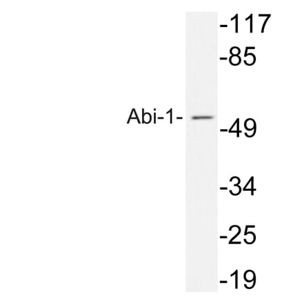 Western Blot - Anti-Abi-1 Antibody (R12-2002) - Antibodies.com