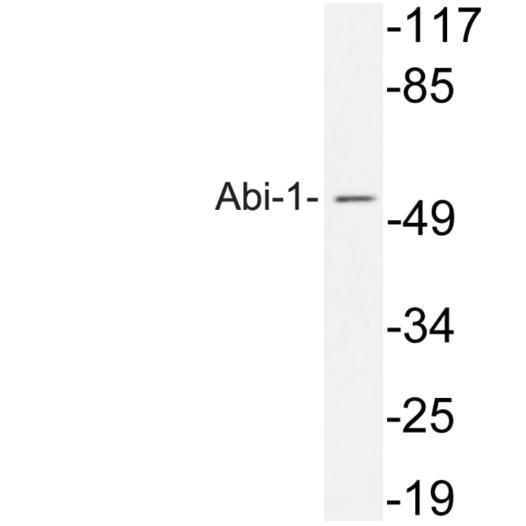 Western Blot - Anti-Abi-1 Antibody (R12-2002) - Antibodies.com