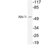 Western Blot - Anti-Abi-1 Antibody (R12-2002) - Antibodies.com