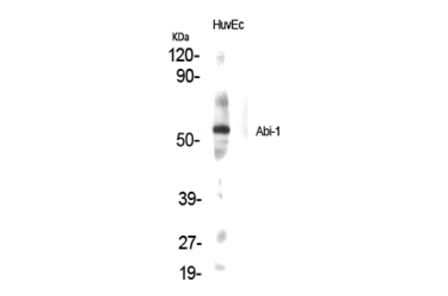Western Blot - Anti-Abi-1 Antibody (R12-2002) - Antibodies.com