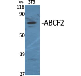 Western Blot - Anti-ABCF2 Antibody (C14630) - Antibodies.com
