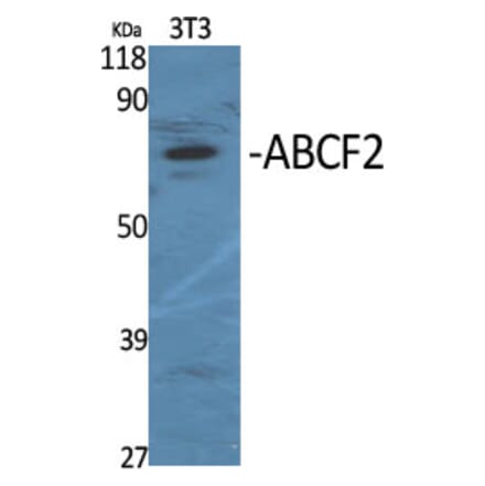Western Blot - Anti-ABCF2 Antibody (C14630) - Antibodies.com