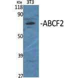 Western Blot - Anti-ABCF2 Antibody (C14630) - Antibodies.com