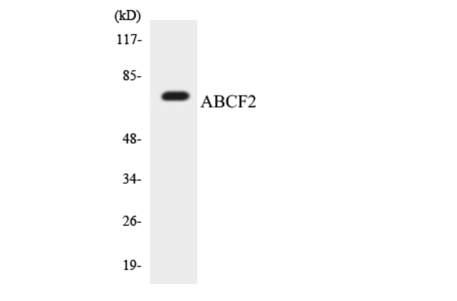 Western Blot - Anti-ABCF2 Antibody (R12-2429) - Antibodies.com
