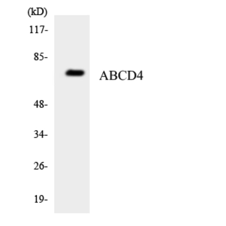 Western Blot - Anti-ABCD4 Antibody (R12-2428) - Antibodies.com