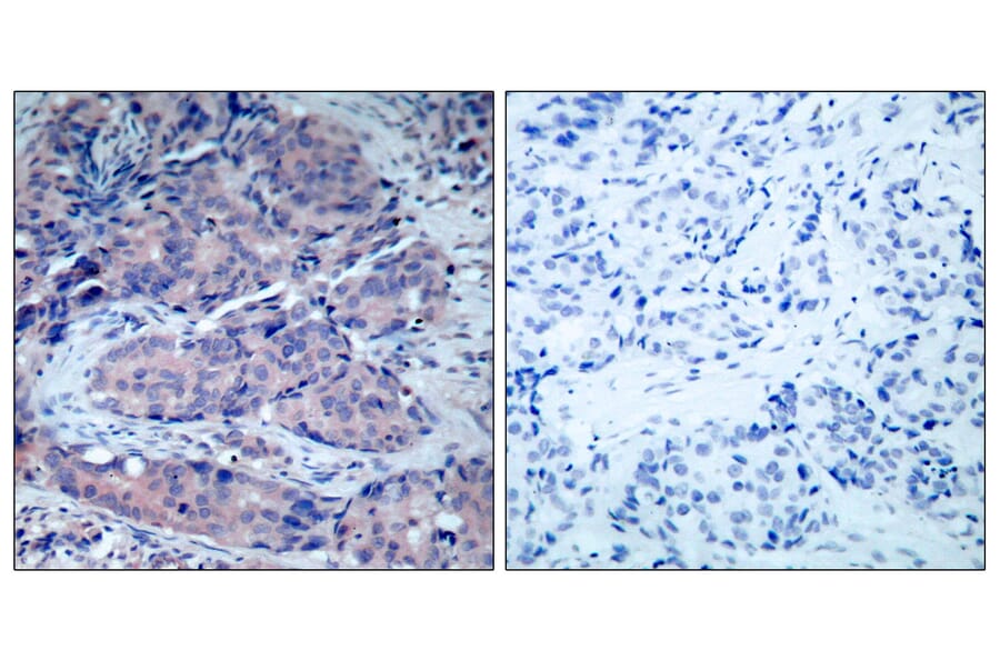 Immunohistochemistry - Anti-SEK1 Antibody (B7216) - Antibodies.com