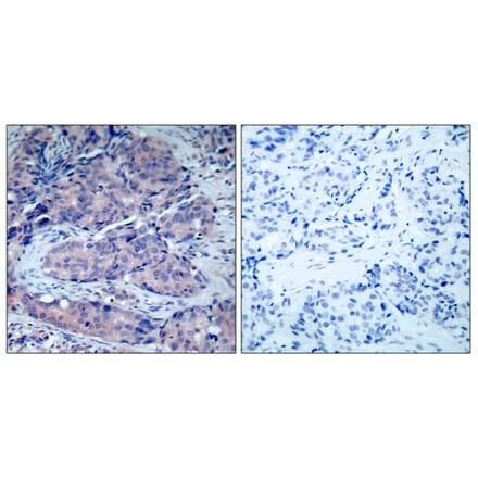 Immunohistochemistry - Anti-SEK1 Antibody (B7216) - Antibodies.com