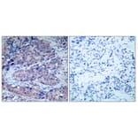 Immunohistochemistry - Anti-SEK1 Antibody (B7216) - Antibodies.com