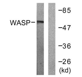 Western Blot - Anti-WASP Antibody (B0597) - Antibodies.com