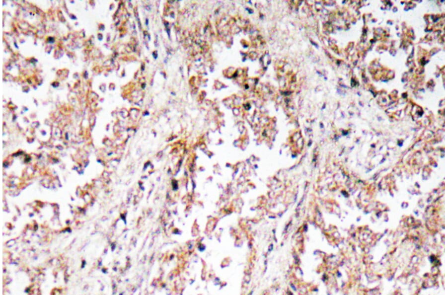 Immunohistochemistry - Anti-UCP2 Antibody (R12-2400) - Antibodies.com