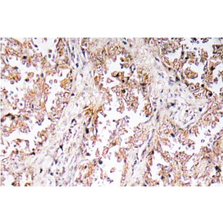 Immunohistochemistry - Anti-UCP2 Antibody (R12-2400) - Antibodies.com