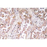 Immunohistochemistry - Anti-UCP2 Antibody (R12-2400) - Antibodies.com