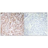 Immunohistochemistry - Anti-UCP2 Antibody (R12-2400) - Antibodies.com