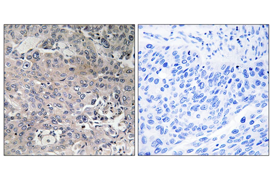 Immunohistochemistry - Anti-TUFM Antibody (C15616) - Antibodies.com