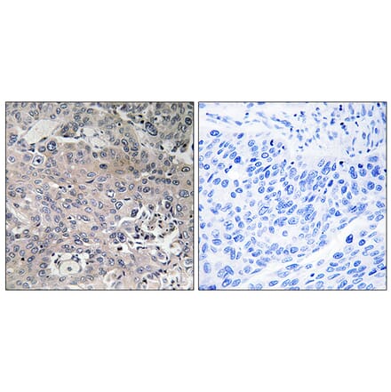 Immunohistochemistry - Anti-TUFM Antibody (C15616) - Antibodies.com