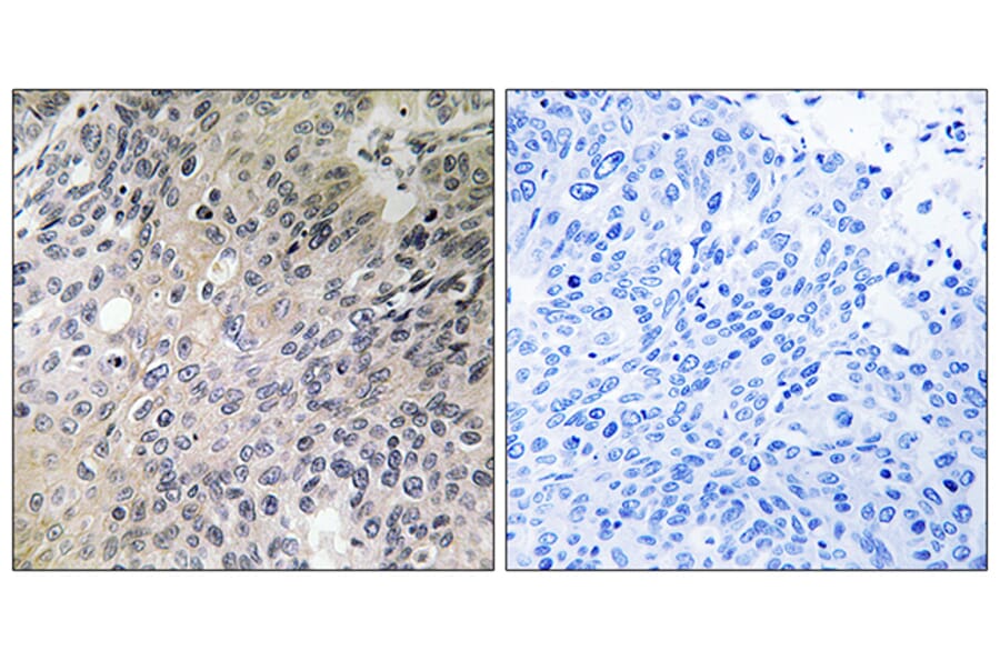 Immunohistochemistry - Anti-SHC3 Antibody (C18734) - Antibodies.com