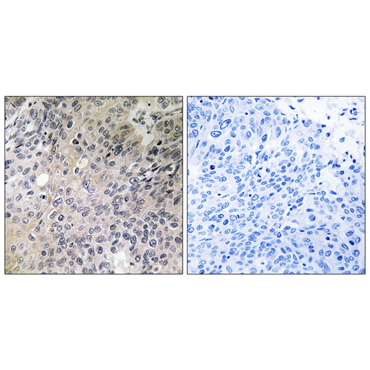 Immunohistochemistry - Anti-SHC3 Antibody (C18734) - Antibodies.com