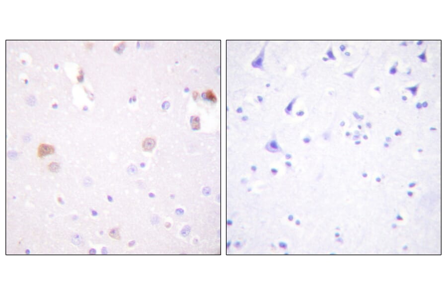 Immunohistochemistry - Anti-PLD1 Antibody (B0723) - Antibodies.com
