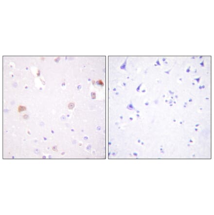 Immunohistochemistry - Anti-PLD1 Antibody (B0723) - Antibodies.com