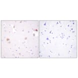 Immunohistochemistry - Anti-PLD1 Antibody (B0723) - Antibodies.com