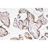 Immunohistochemistry - Anti-PEDF Antibody (R12-2299) - Antibodies.com