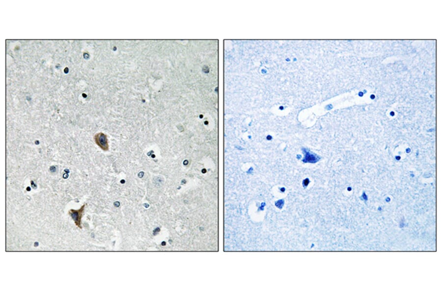 Immunohistochemistry - Anti-OXR1 Antibody (C17579) - Antibodies.com