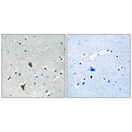 Immunohistochemistry - Anti-OXR1 Antibody (C17579) - Antibodies.com