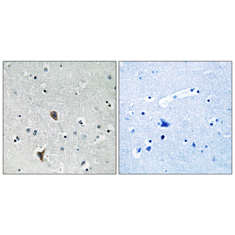 Immunohistochemistry - Anti-OXR1 Antibody (C17579) - Antibodies.com