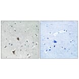 Immunohistochemistry - Anti-OXR1 Antibody (C17579) - Antibodies.com
