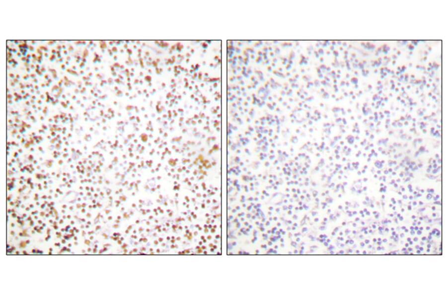 Immunohistochemistry - Anti-OCT1 Antibody (C0281) - Antibodies.com
