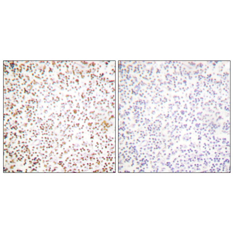 Immunohistochemistry - Anti-OCT1 Antibody (C0281) - Antibodies.com