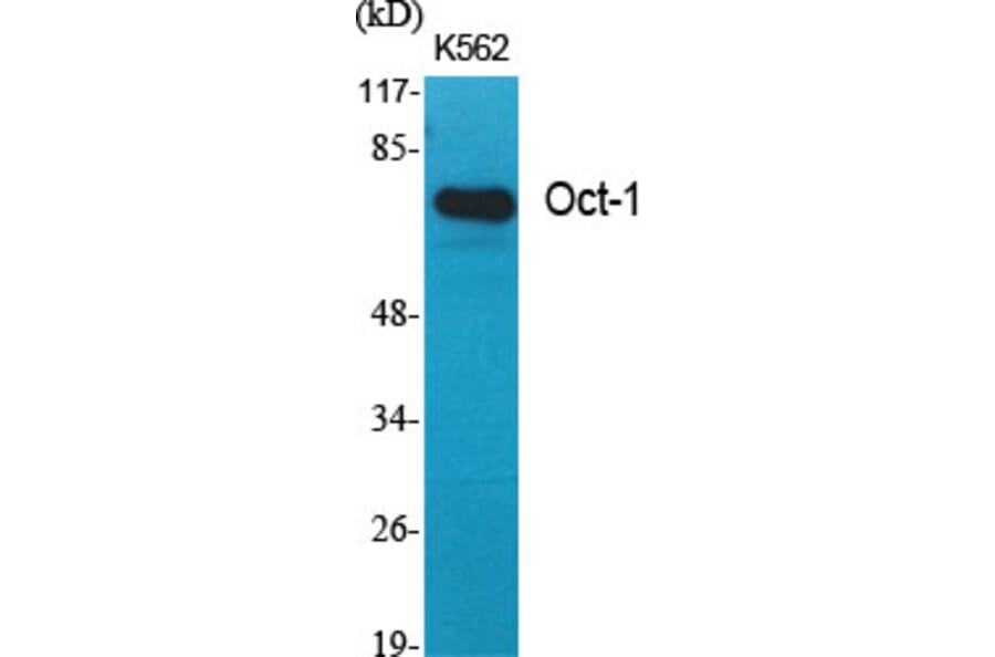 Western Blot - Anti-OCT1 Antibody (C0281) - Antibodies.com