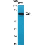 Western Blot - Anti-OCT1 Antibody (C0281) - Antibodies.com
