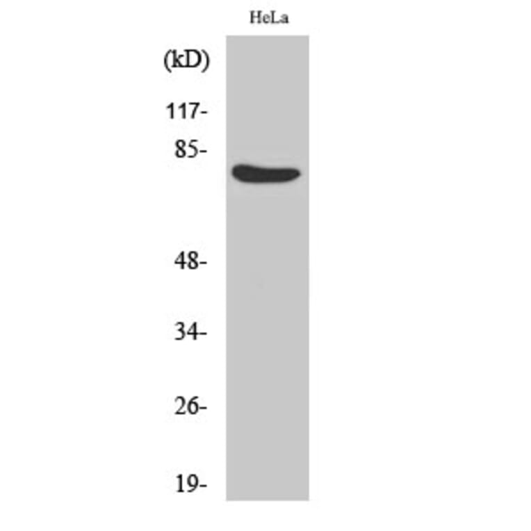 Western Blot - Anti-OCT1 Antibody (C0281) - Antibodies.com
