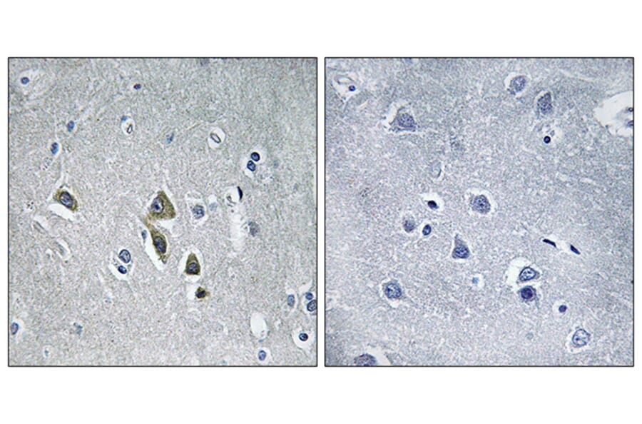 Immunohistochemistry - Anti-OAZ1 Antibody (C17559) - Antibodies.com