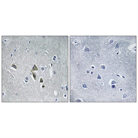 Immunohistochemistry - Anti-OAZ1 Antibody (C17559) - Antibodies.com