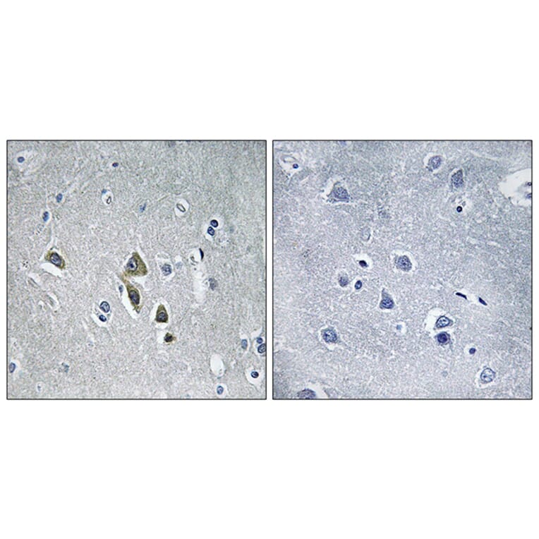 Immunohistochemistry - Anti-OAZ1 Antibody (C17559) - Antibodies.com