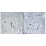 Immunohistochemistry - Anti-OAZ1 Antibody (C17559) - Antibodies.com