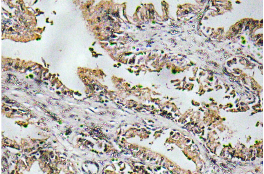 Immunohistochemistry - Anti-NT-4 Antibody (R12-2276) - Antibodies.com