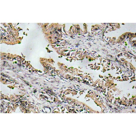 Immunohistochemistry - Anti-NT-4 Antibody (R12-2276) - Antibodies.com