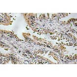 Immunohistochemistry - Anti-NT-4 Antibody (R12-2276) - Antibodies.com
