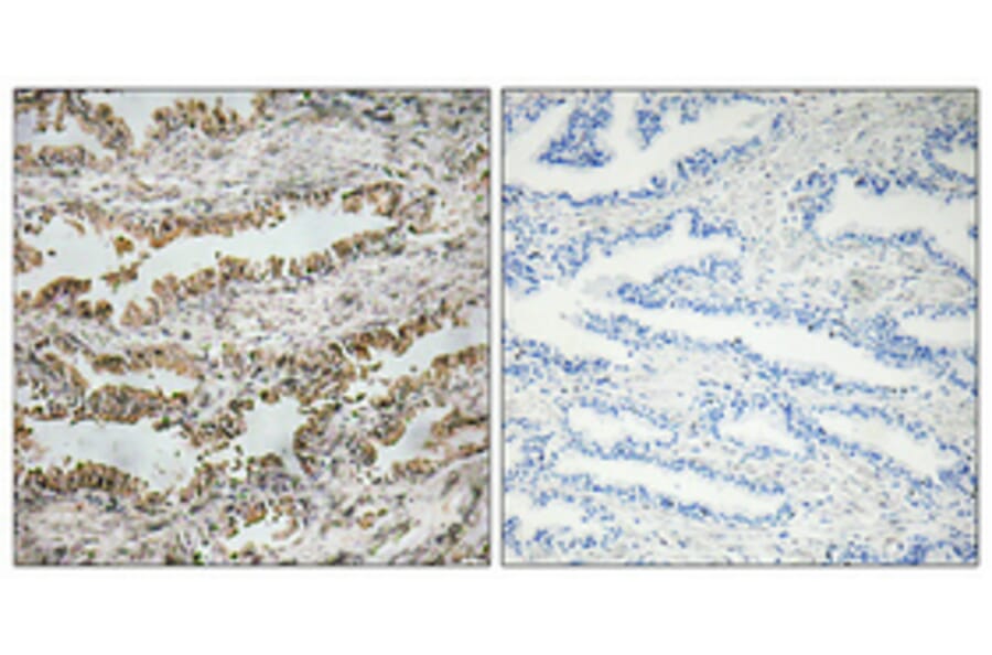 Immunohistochemistry - Anti-NT-4 Antibody (R12-2276) - Antibodies.com
