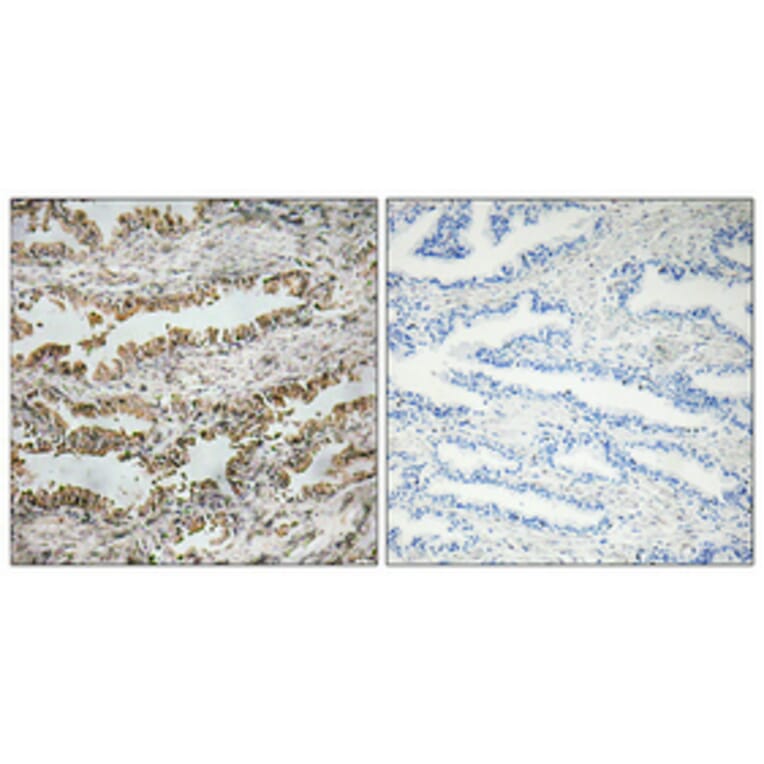 Immunohistochemistry - Anti-NT-4 Antibody (R12-2276) - Antibodies.com